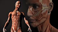 Cuerpo humano