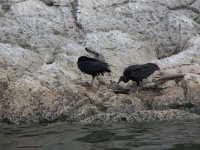 Vultures