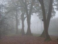 Fog