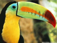 TUCAN