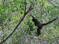 Spider-monkey