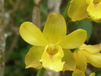 Orquídea Amarela