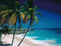 Tropical Afternoon