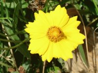 Margarida