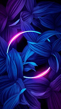 My Album