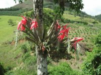 Bromélia