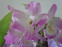 Orquídea
