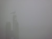 Dense fog nearby a canal