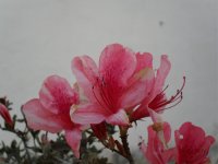 Açucena