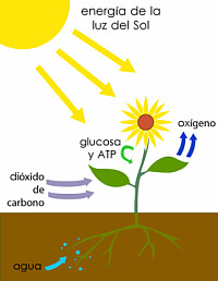 PLANTAS
