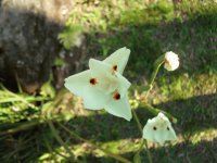 Dietes bicolor