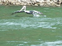 heron flying