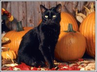 Black Cat In Autumn