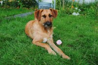 Gizmo im Garten