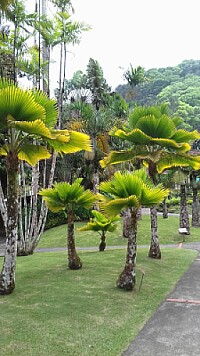 Martinique