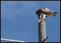 Falco Pescatore