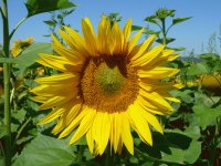 Sunflower