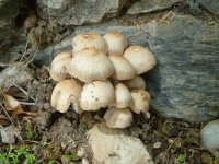 Mushrooms