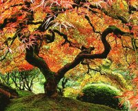 Arbol