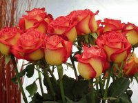 rosas