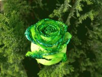 Rosa verde
