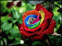 rosa de colores