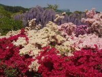 flores japão r