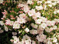 flores japão t