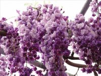 flores japão v
