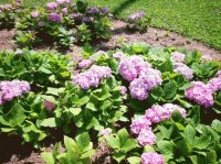 Hortências do Maior Jardim do Mundo, Santos, SP