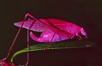 SALTAMONTES ROSA