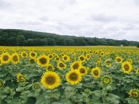 Dordogne