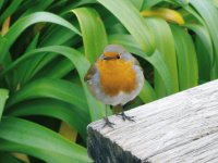 Robin