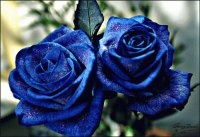 flores azules