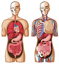 Condicion Fisica Cuerpo Humano