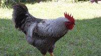 Galo