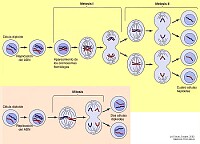 MEIOSIS