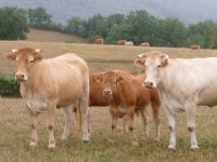French Cows