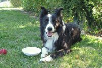French sheepdog