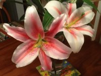 Star Gazer Lilies