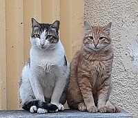 Street cats