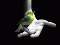 Mas vale pájaro en mano que mil volando...