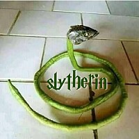 My Album