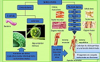 UNICELULAR Y PLURICELULAR