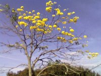 araguaney