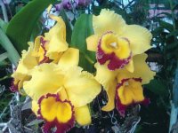 phanelopsis