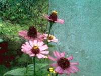 flores
