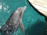 dolphin