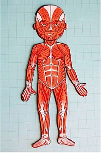 cuerpo humano