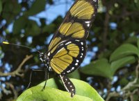 BORBOLETA